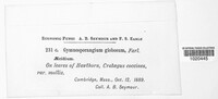 Gymnosporangium globosum image